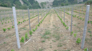 Impianto Vigneti Impianto Vigneti