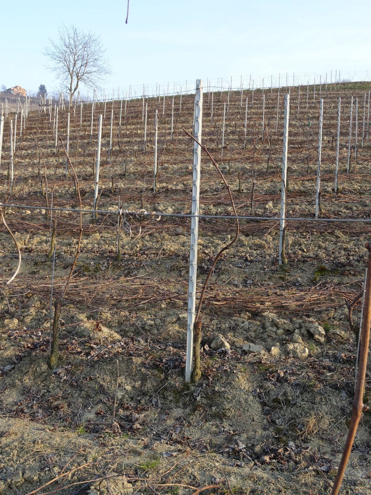 palo in ferro per vigneto