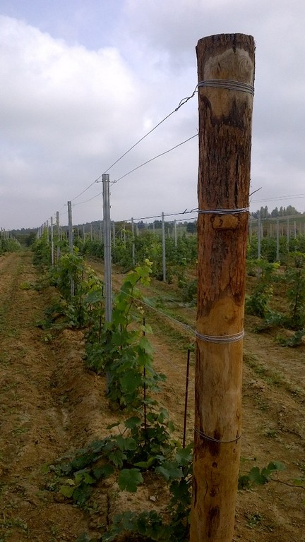 Filare con palo di testa in legno 