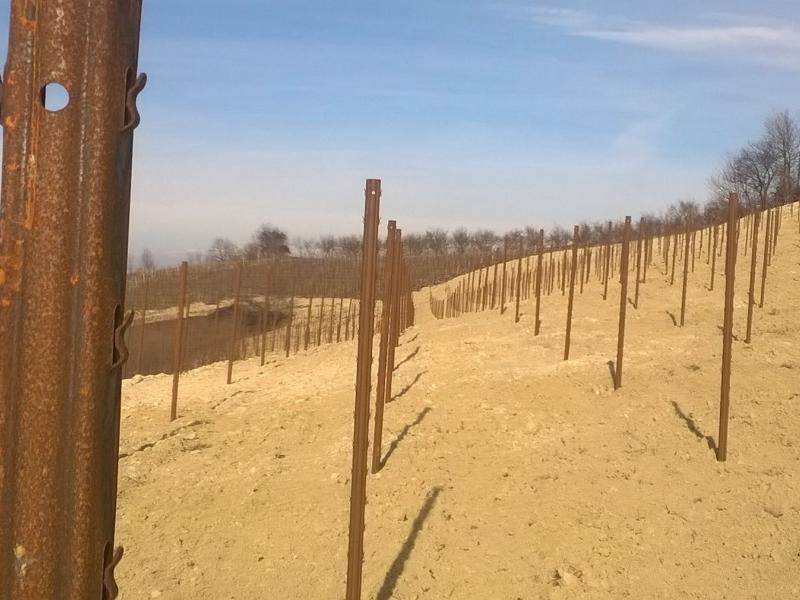 palo corten