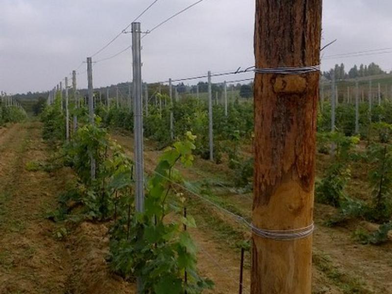 Filare con palo di testa in legno 