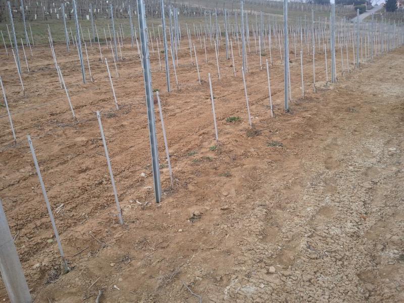 vigna con pali in acciaio zincato e tutori in lamierino zincato con aggancio